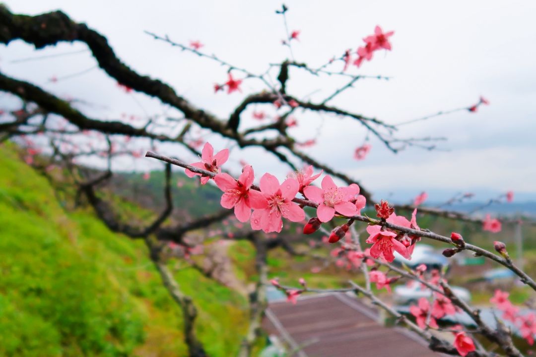 春色满园 吕田镇这里的桃花灼灼盛放