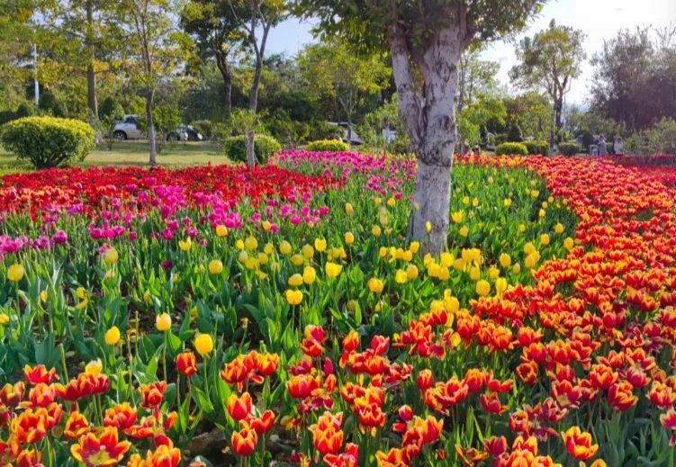 相约七彩郁金香花海看春日花花世界