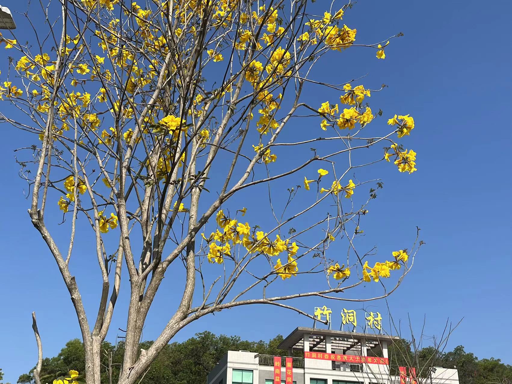 首屆大灣區黃花風鈴生活周啟動來花都赤坭度過金燦燦的春日時光