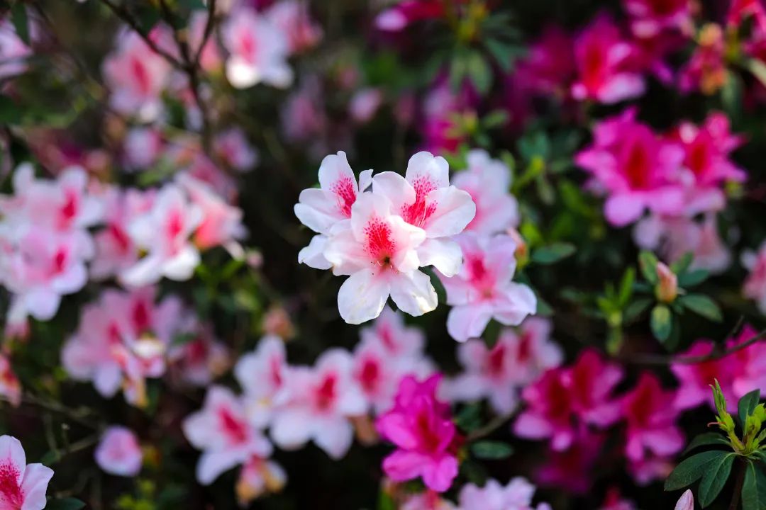 十八罗汉山各色杜鹃花开,吸引游客游玩02.JPG 图片