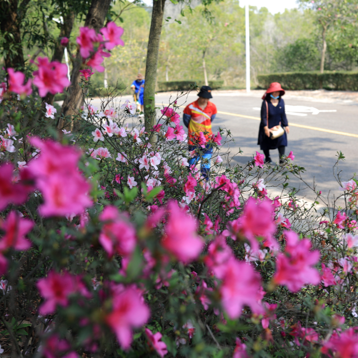 十八罗汉山各色杜鹃花开,吸引游客游玩05.JPG 图片
