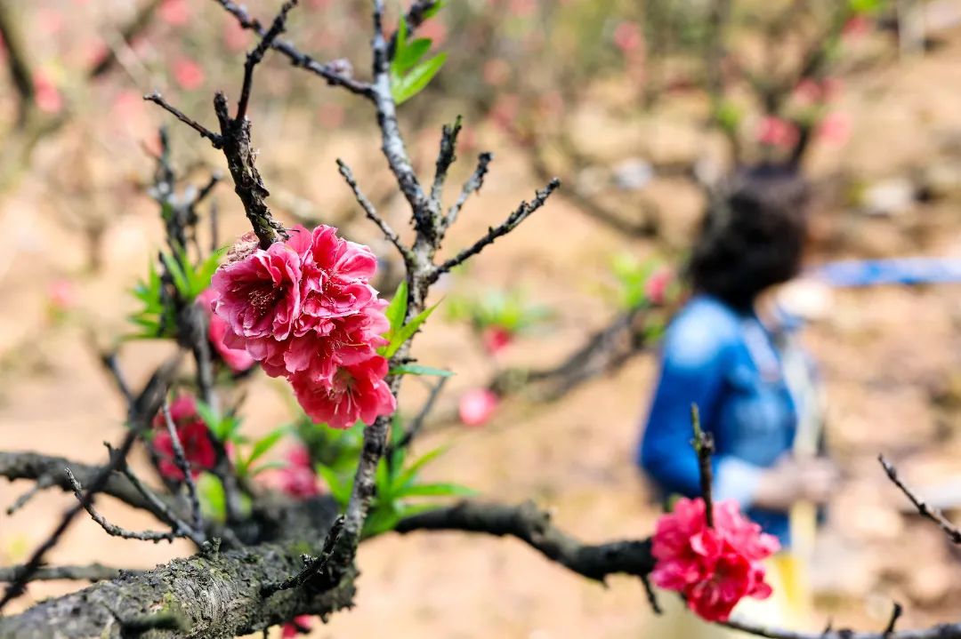 十八罗汉山桃花盛开04.JPG 图片