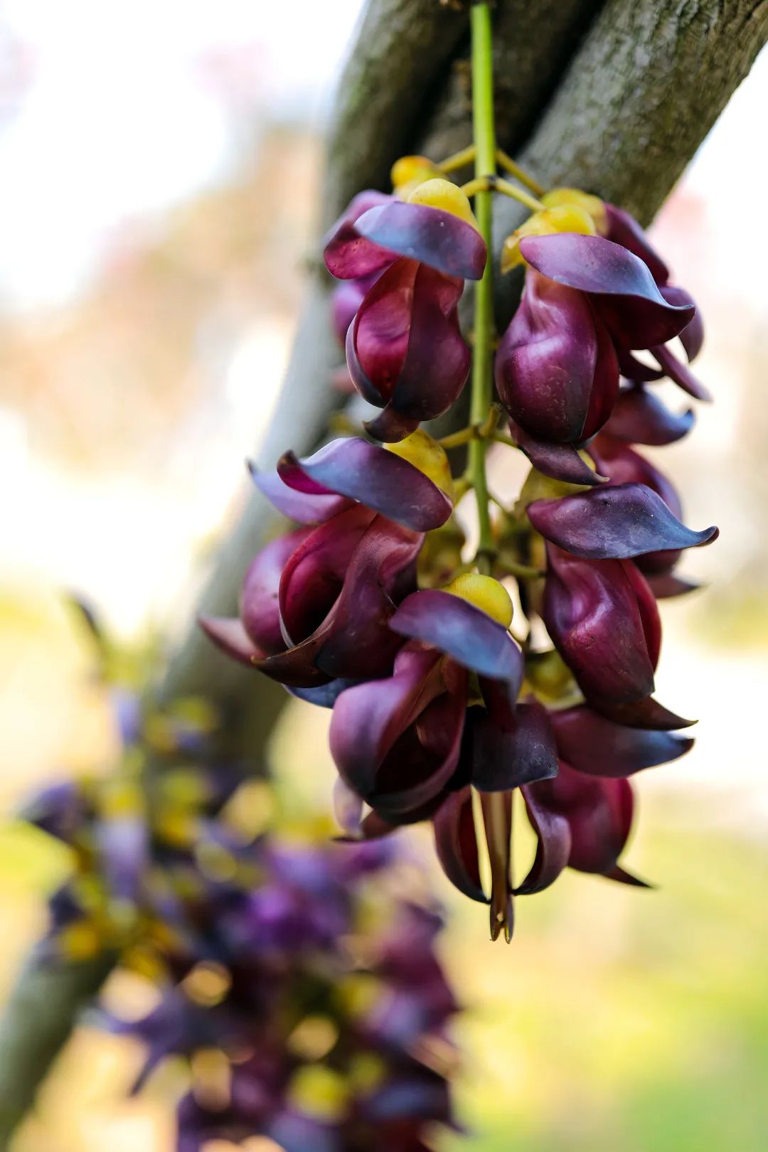 十八罗汉山禾雀花开02.JPG 图片