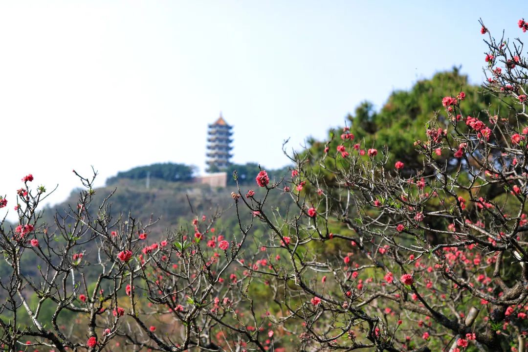 十八罗汉山桃花盛开01.JPG 图片