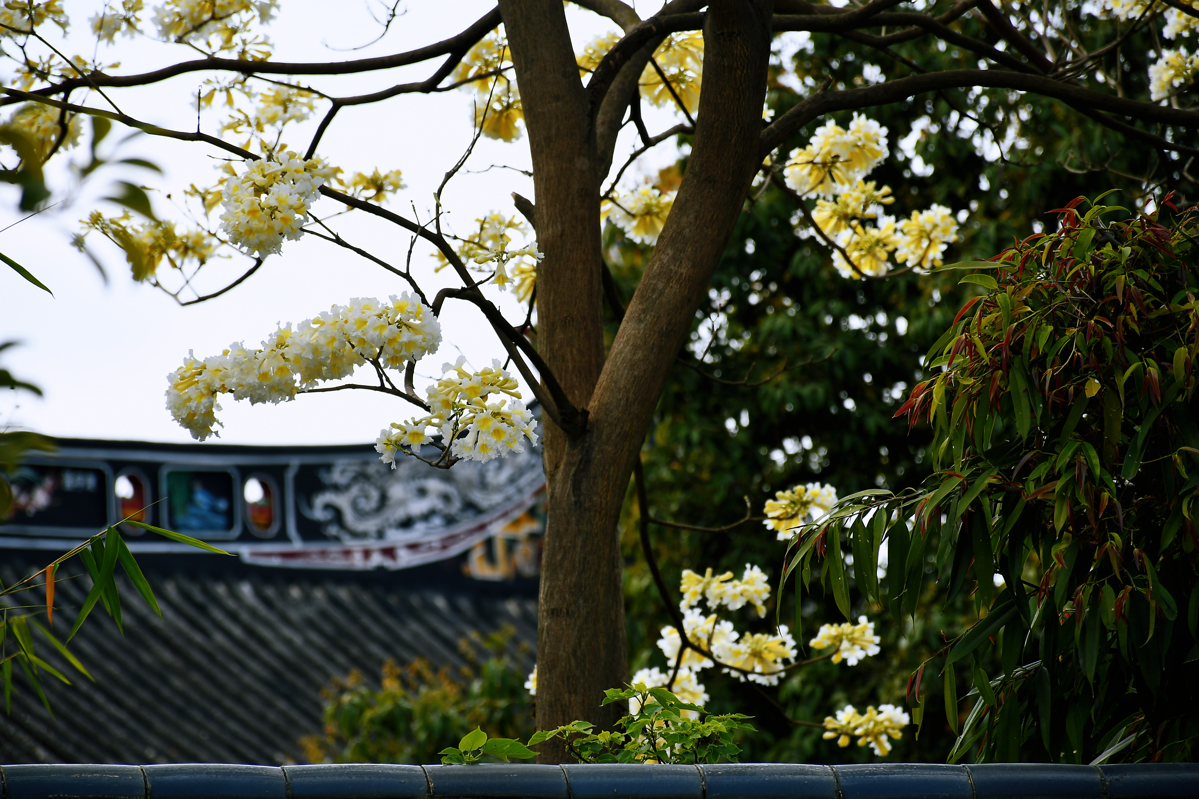 白花风铃木同样美就在广州余荫山房欢迎来观赏