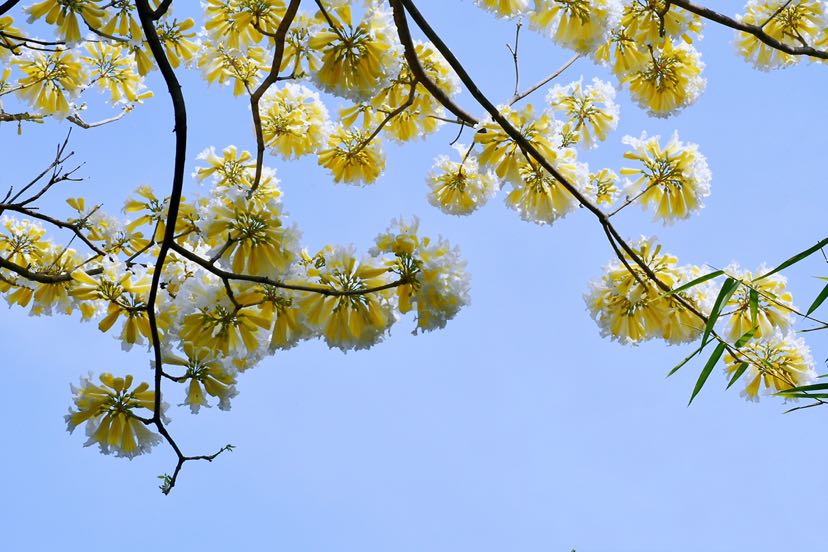 白花风铃木的介绍图片