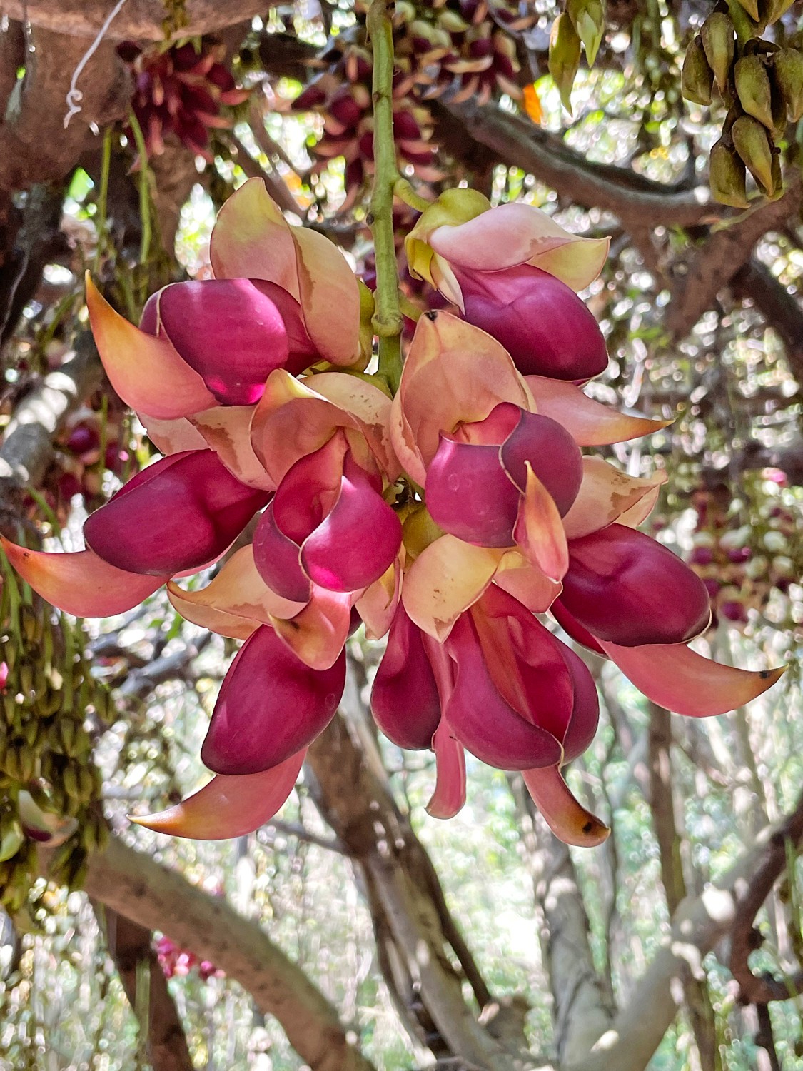 3月华南植物园 禾雀花盛放