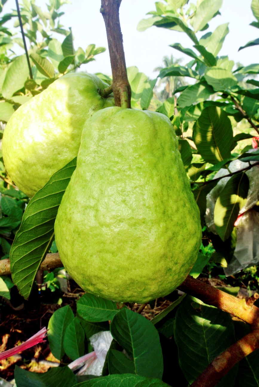 广州市果树所破解番石榴四季上市难题种出一条石榴村