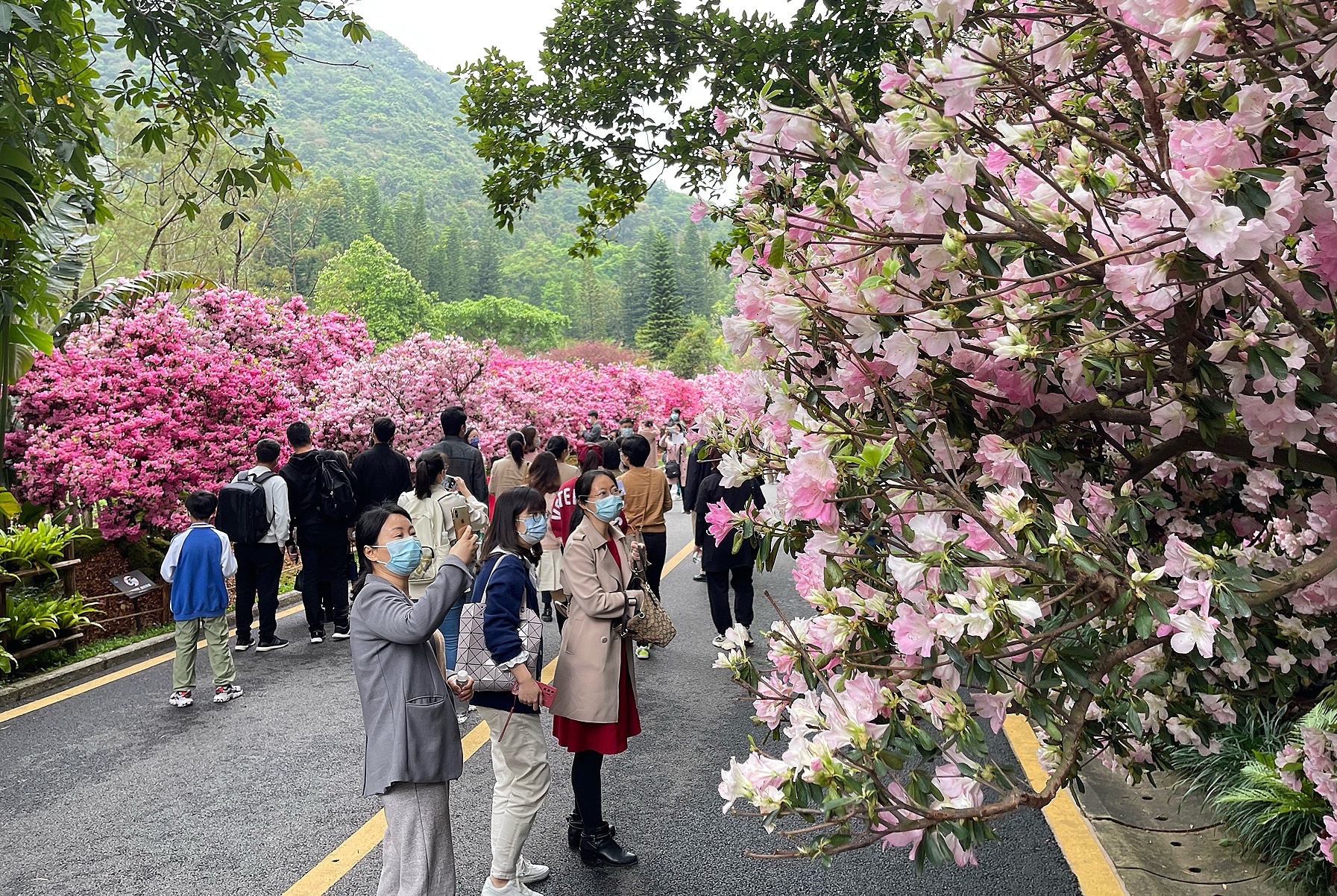清明假期深圳赏花攻略