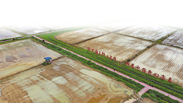 迳下纳米农业公园核心种植试验田里,村民正进行水稻插秧。