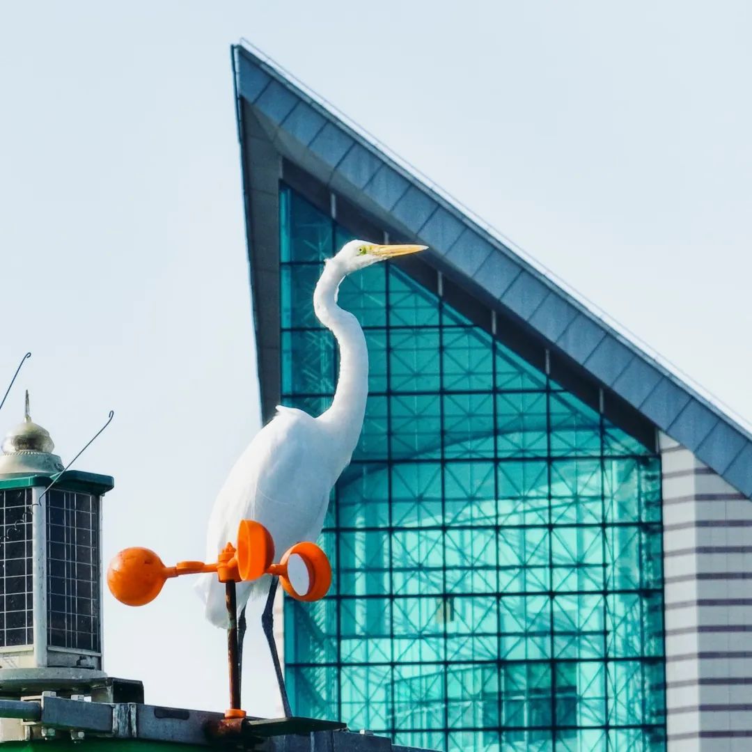 【携程攻略】广州星海音乐厅景点,星海音乐厅位于珠江明珠二沙岛上，广东美术馆旁边，她的建筑外形非常…