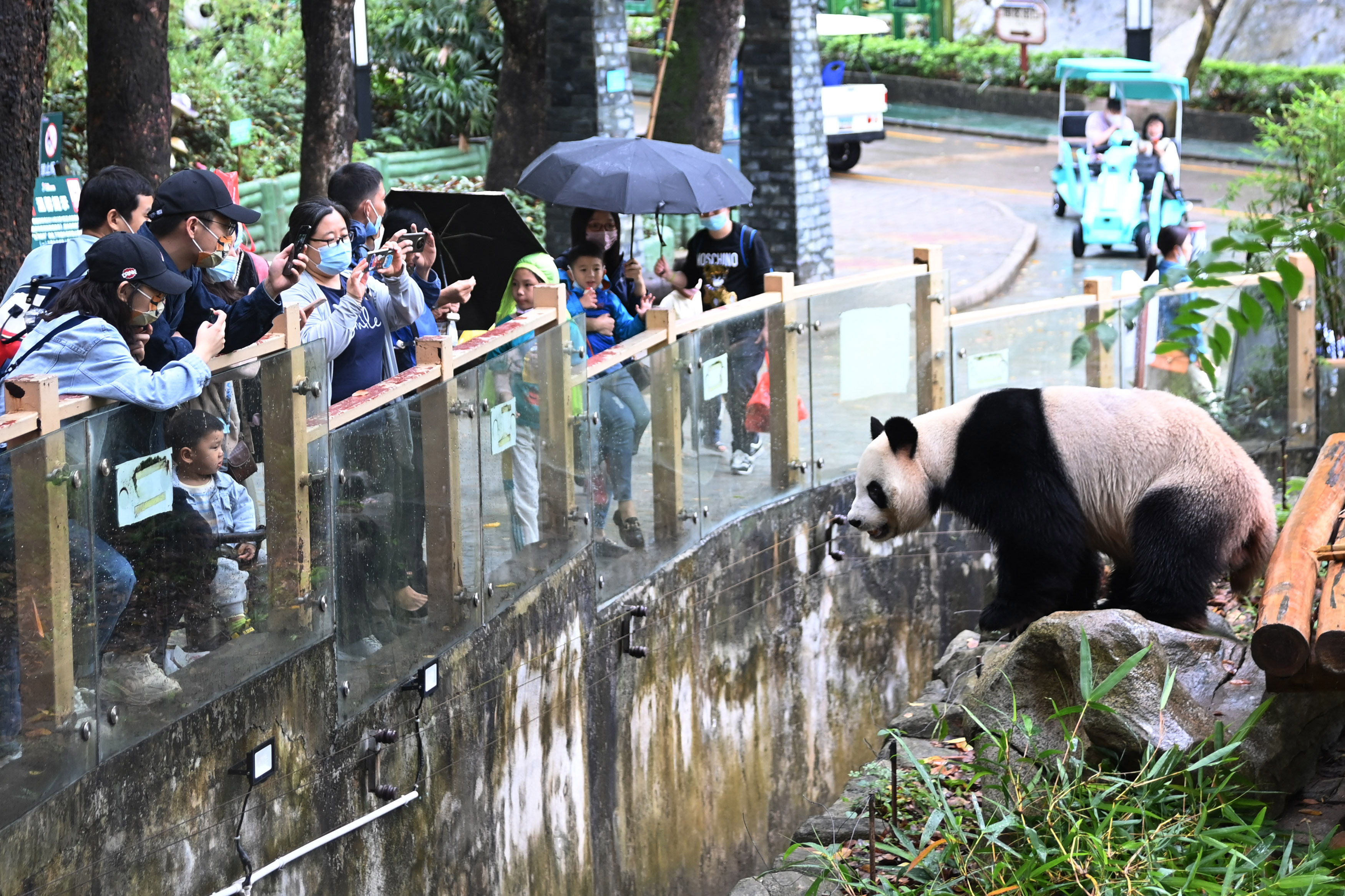 世界动物日 深圳动物园国宝齐聚欢迎游客_南方网