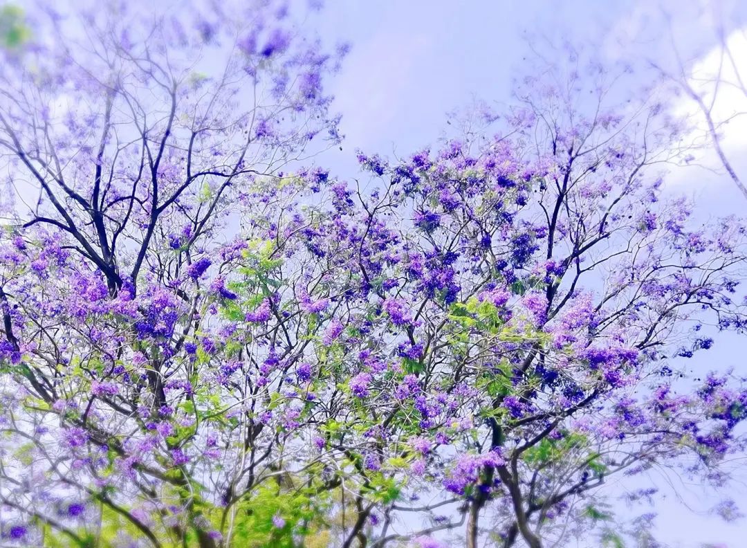 宝海公园蓝花楹图片