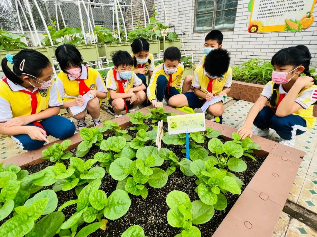 绿色越秀丨都市农场上天在屋顶种菜实现蔬果自由