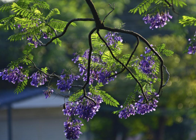 初夏 来花都看花