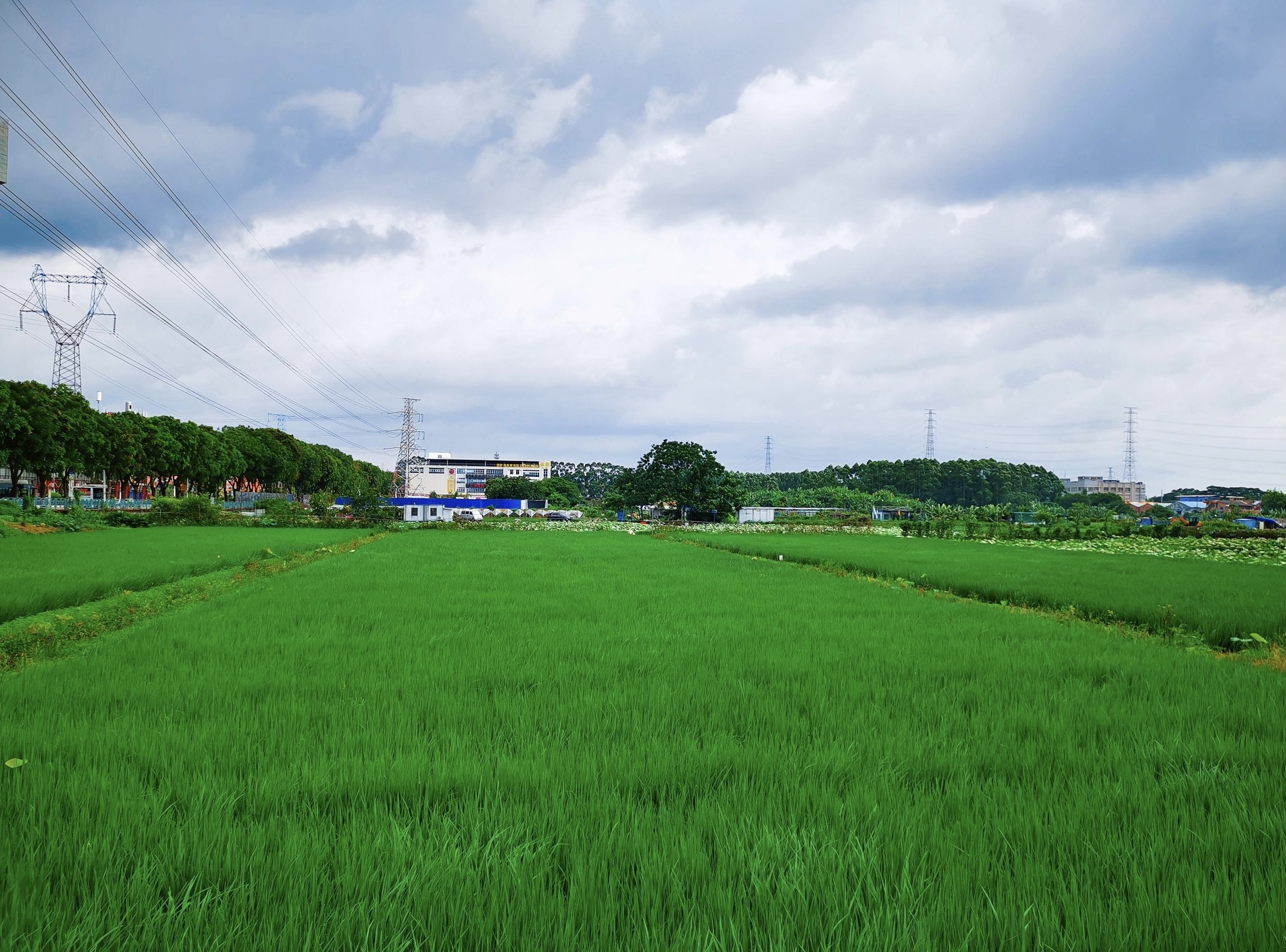 荷花与禾苗相映成趣番禺这个地方田园风光赏心悦目
