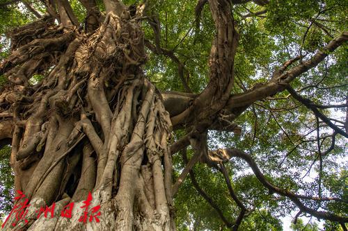 老街坊孩童时,古树已经枝干虬曲苍劲