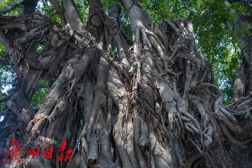 老街坊孩童时,古树已经枝干虬曲苍劲