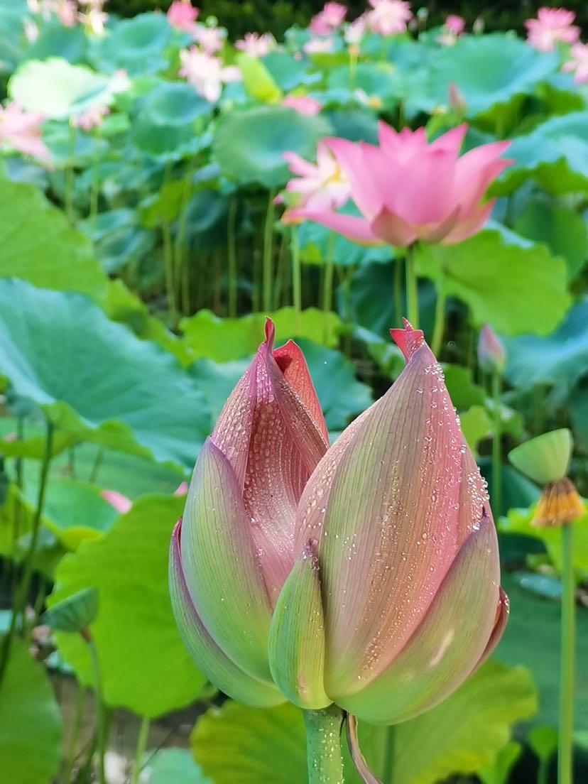 图集8朵并蒂莲3朵双色荷来广州这里赏花莲谊喽