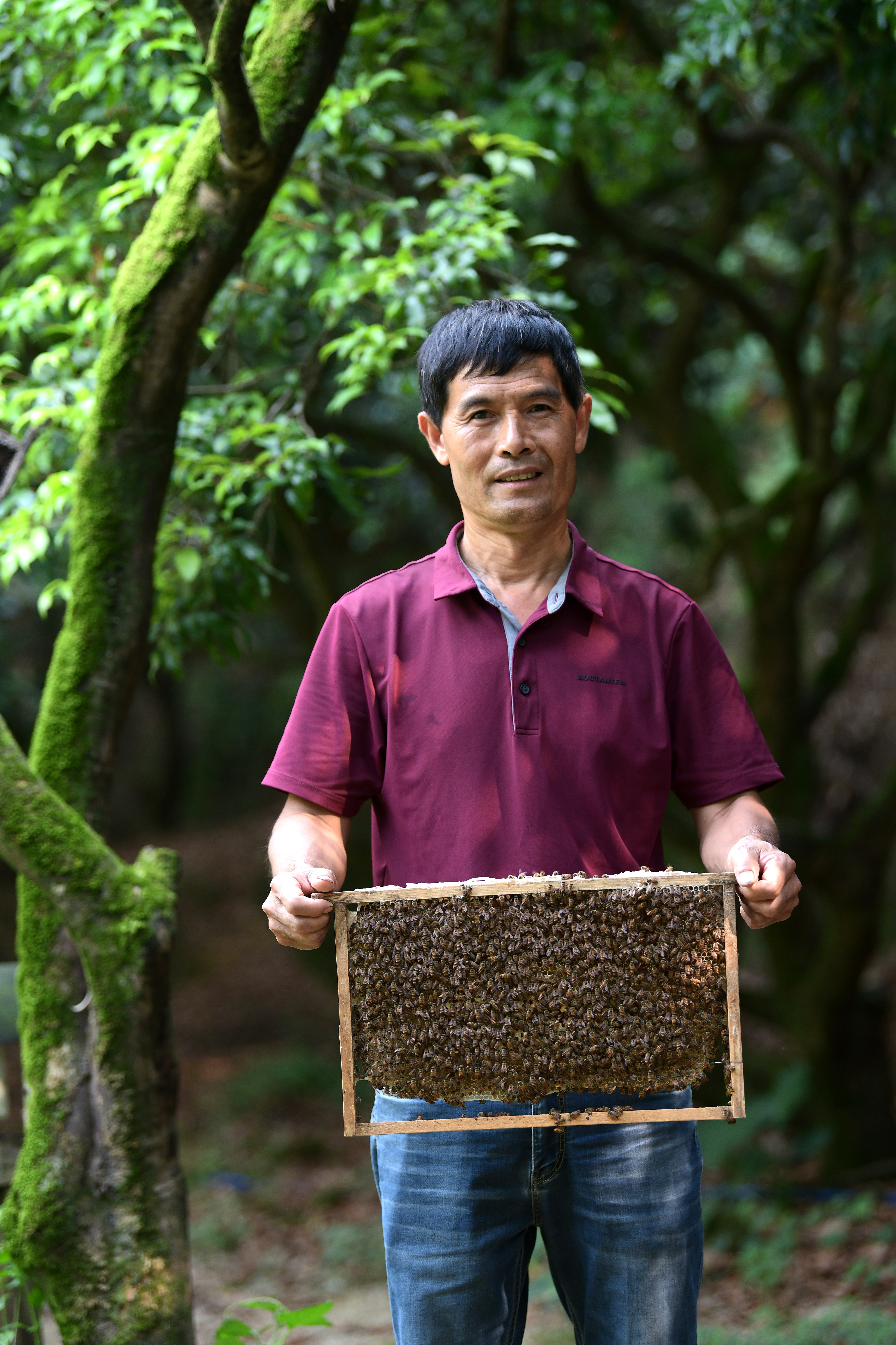 荔枝林中酿荔枝蜜古村落里养蜂人的别样蜂景