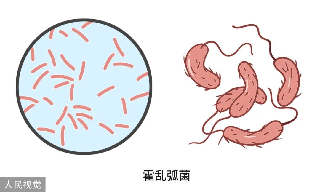 水弧菌手绘图图片