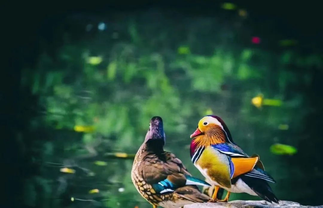 鸳鸯.jpg 图片