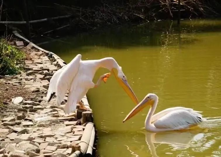 白鹈鹕.jpg 图片