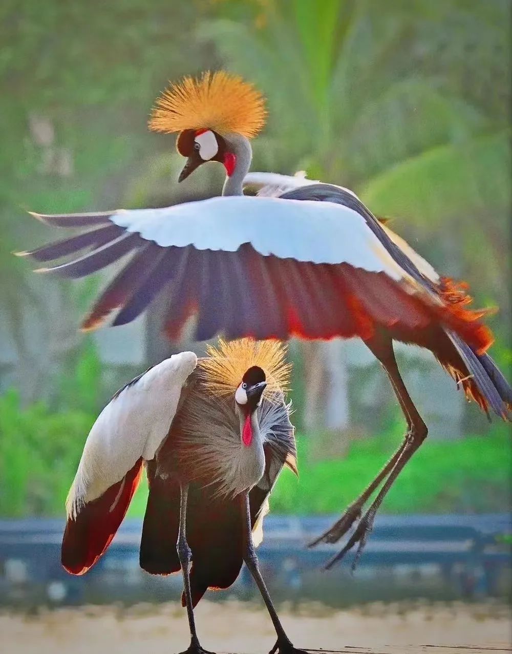 东西非冠鹤.jpg 图片