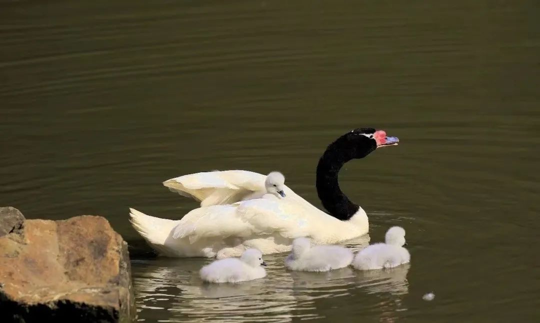 黑颈天鹅.jpg 图片