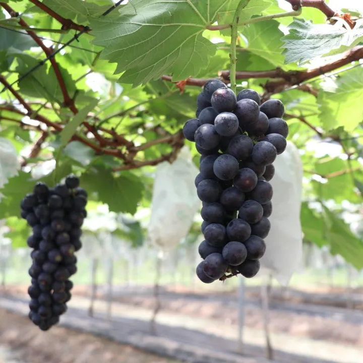 葡萄2.jpg 图片
