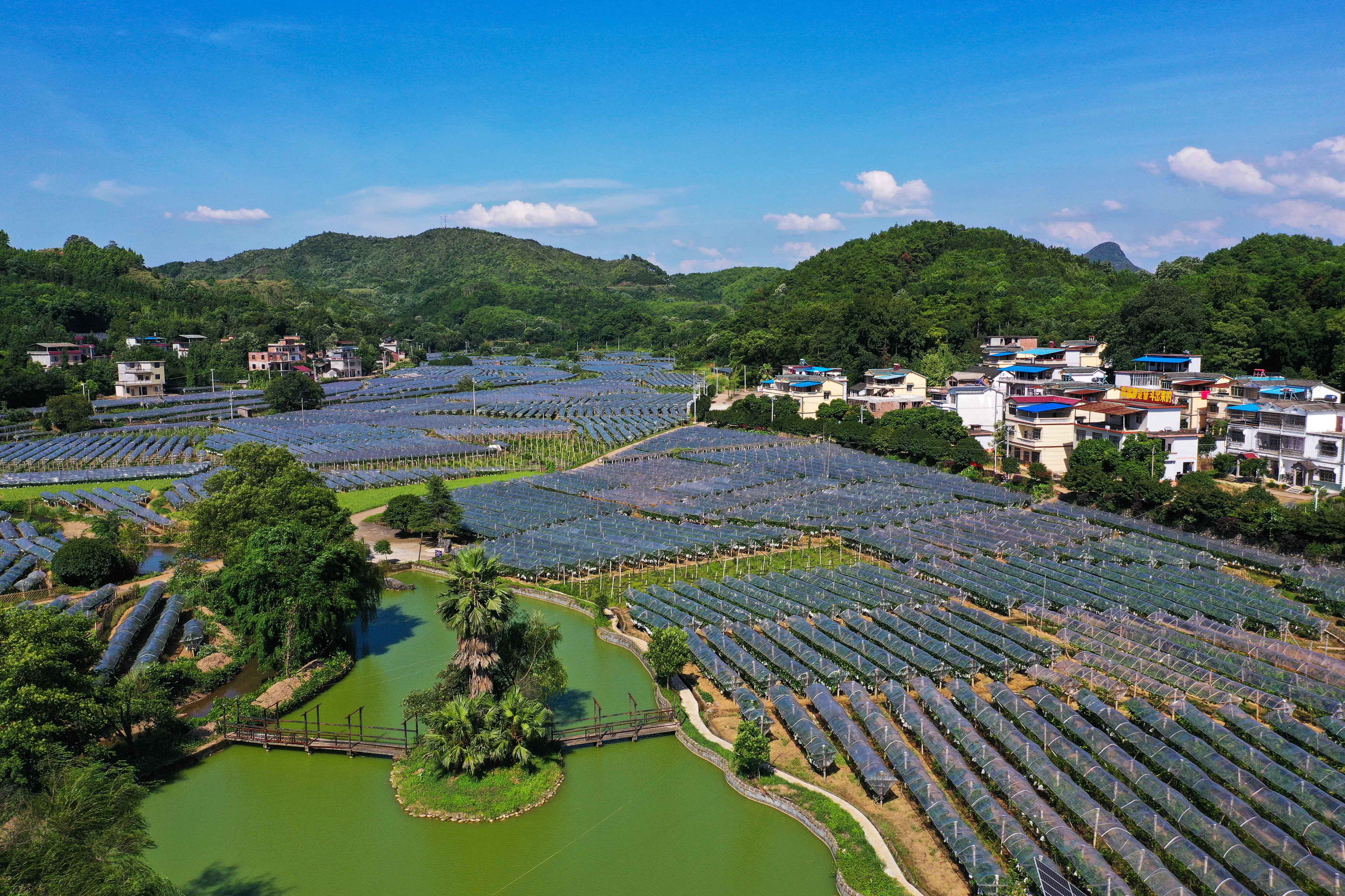 毛竹山村不仅卖火了葡萄还把本地特产都带火了