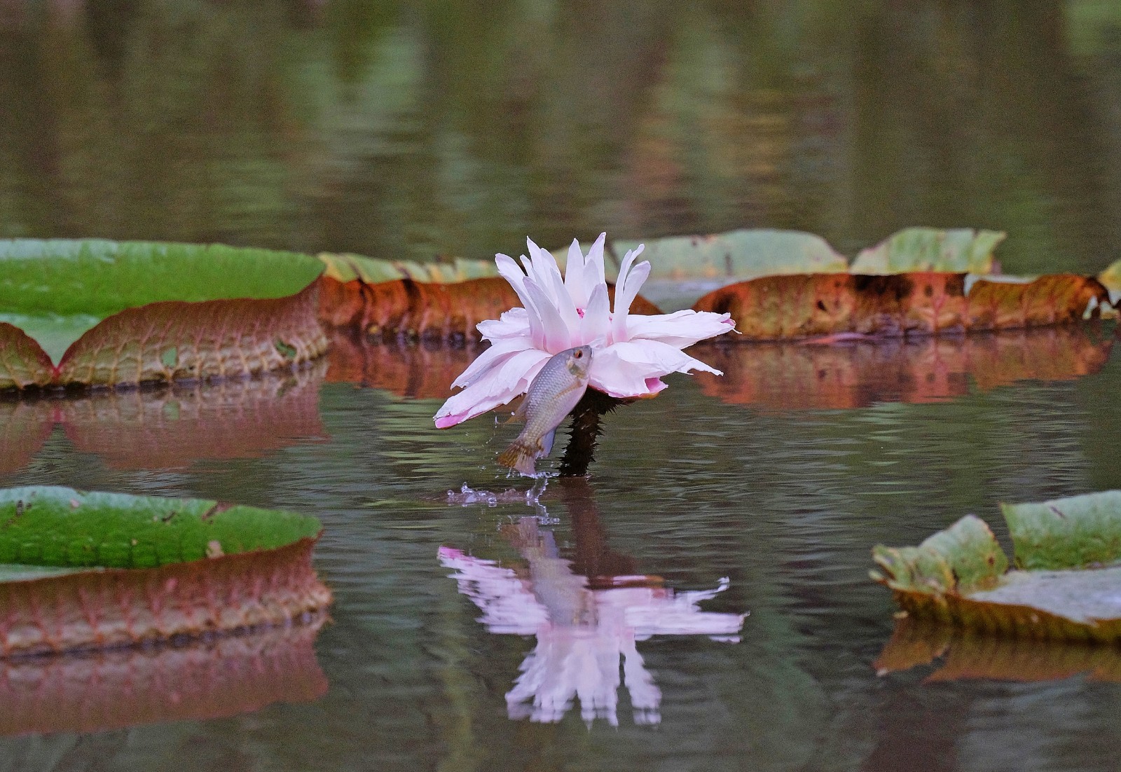1 近日，广州珠江公园水生植物区惊现鱼跃莲花的景象，吸引了众多摄影发烧友前来拍下这美丽的瞬间。（来源：广州珠江公园）a.jpg