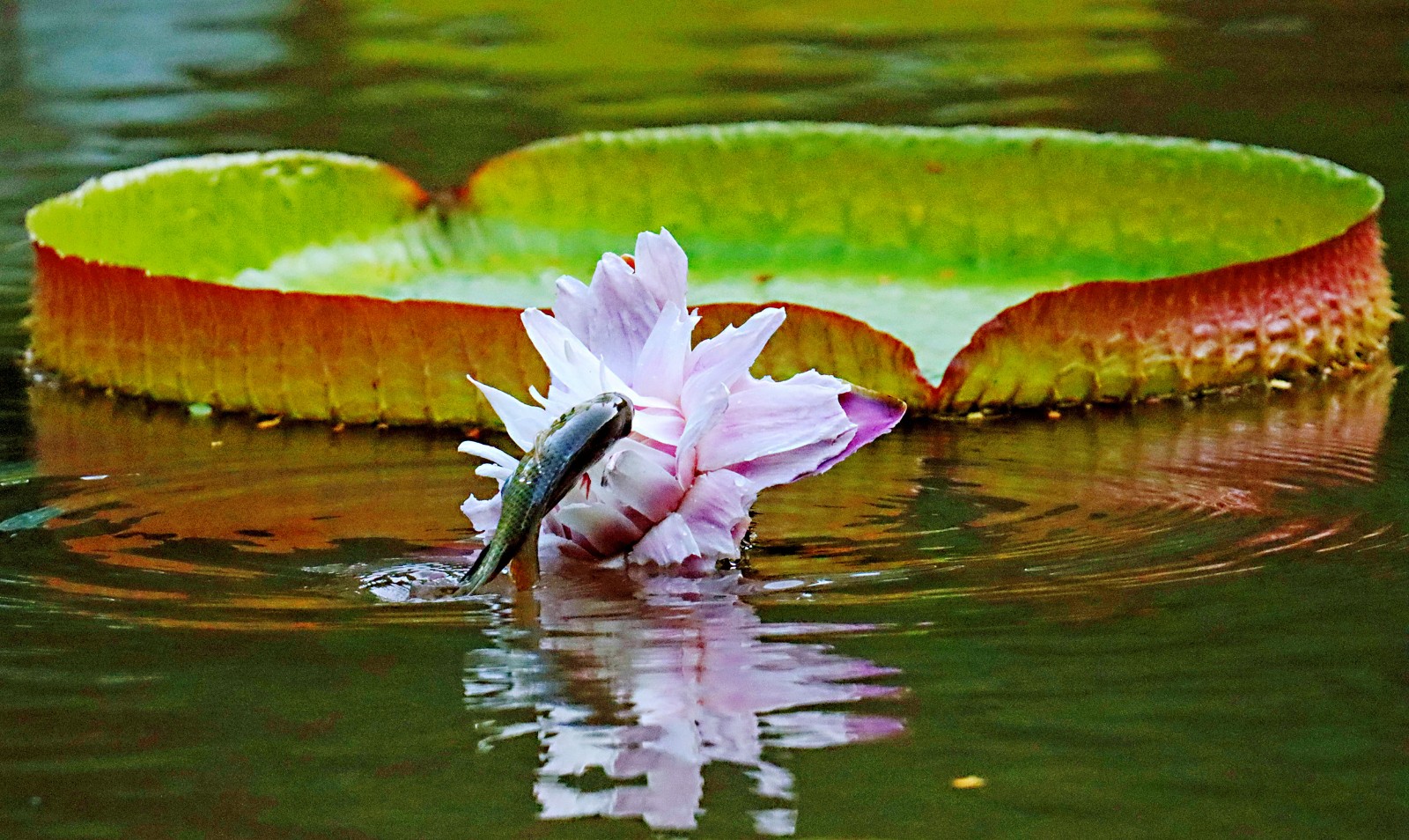 2 受鱼儿青睐的是广州珠江公园新引进的王莲花。王莲花较其他莲花根茎短，鱼儿跃起刚好够得上鲜嫩的花瓣。（来源：广州珠江公园）a.jpg
