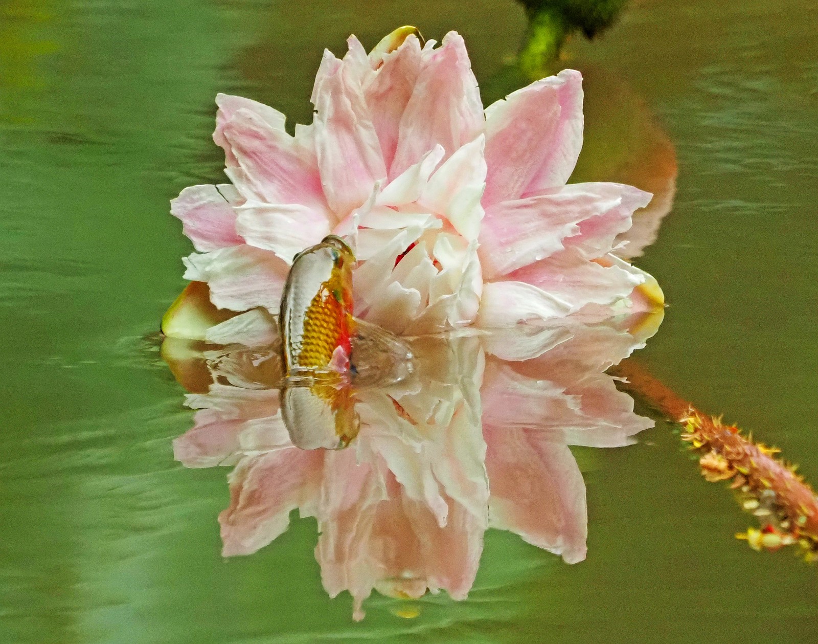 4 粉红色的莲花半泡在水中，鱼儿跳出水面，与莲花撞个满怀。（来源：广州珠江公园）a.jpg