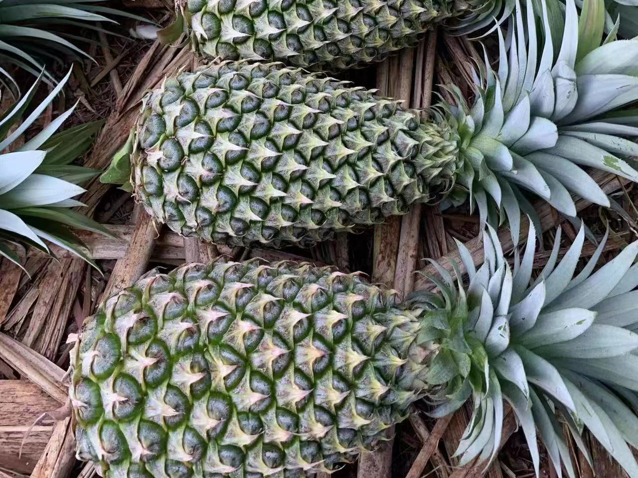 新鲜采摘的反季果。受访者供图