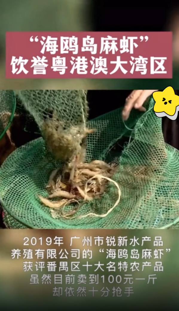 咸淡水养殖风味佳！番禺区海鸥岛出产的麻虾成“网红美食”