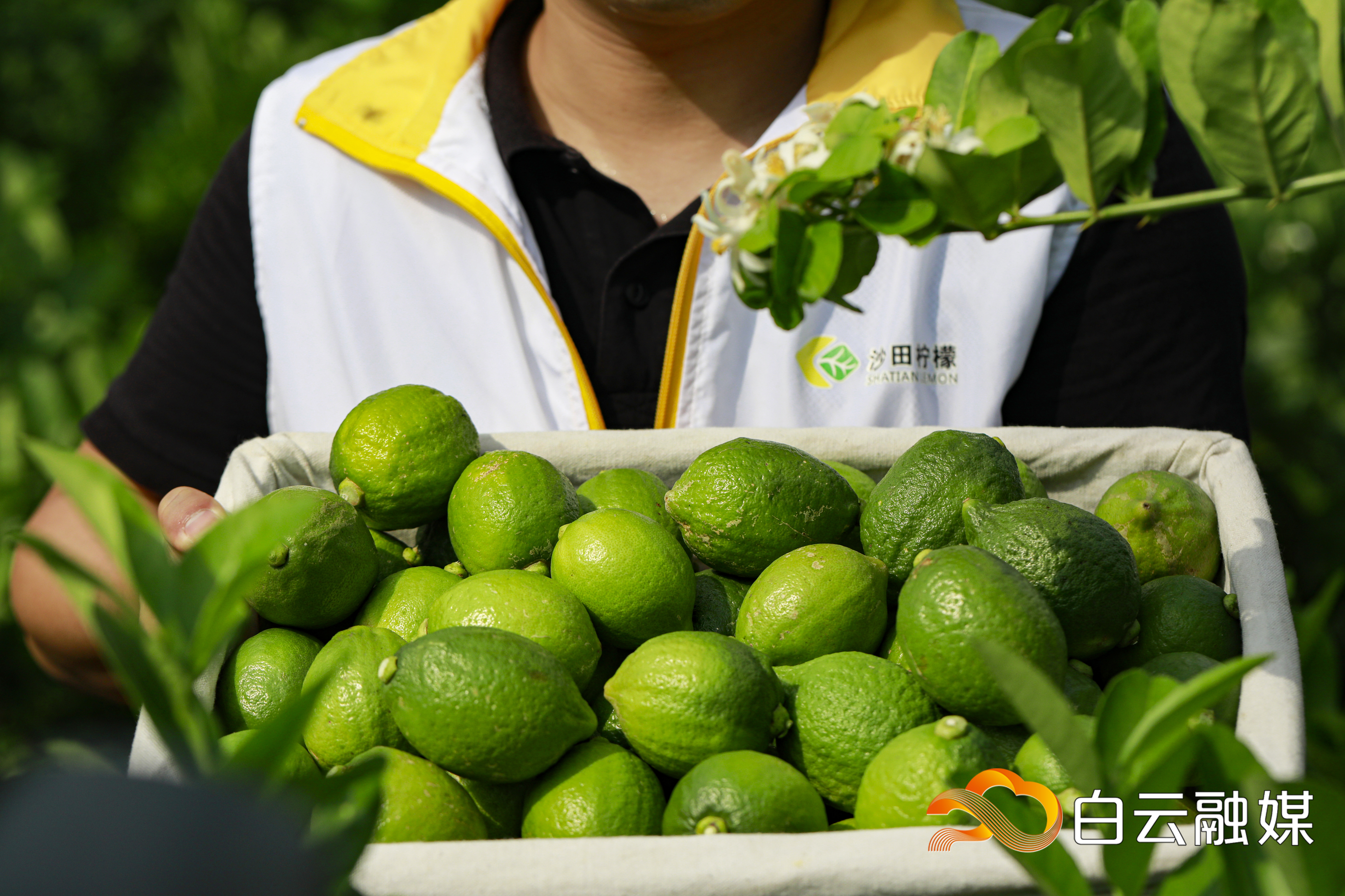 沙田柠檬 直播 (9).jpg