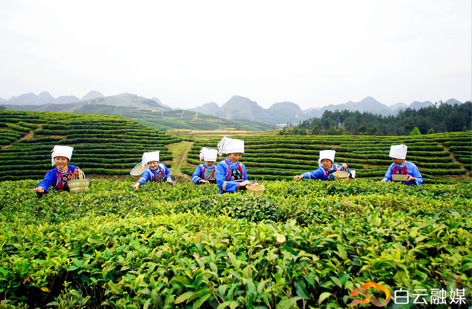 白云区通过“造血式”扶贫,帮助两地群众通过发展产业增收致富。图为平塘县茶场。(资料图片)