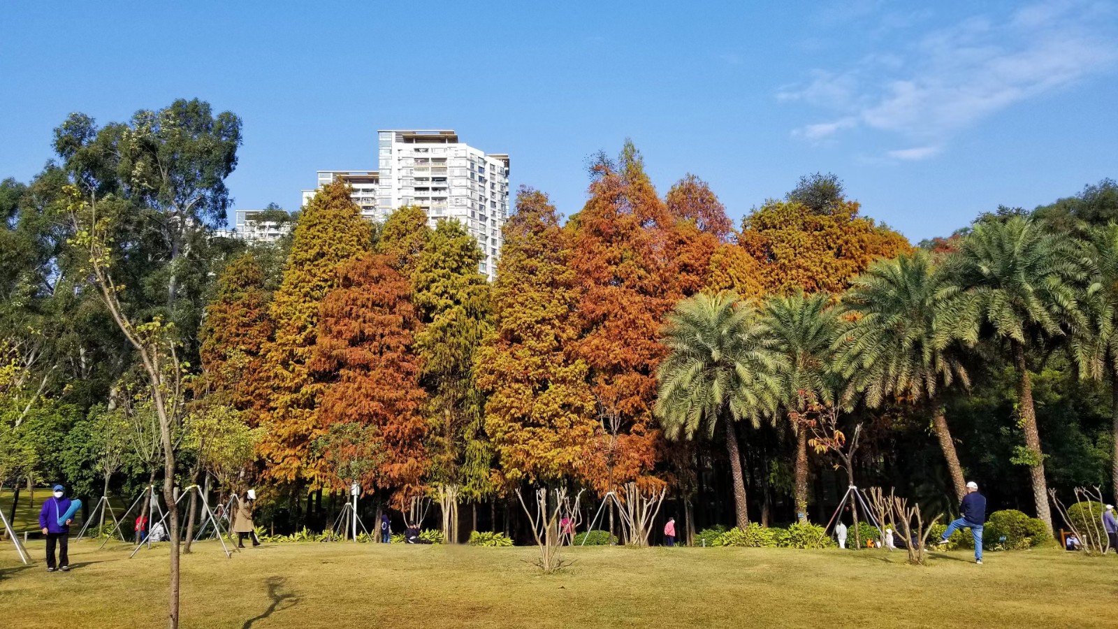 4 天河公园西门的大草坪上，人们在美丽的落羽杉林下悠闲放松，十分惬意。（摄影：潘华焰）a.jpg