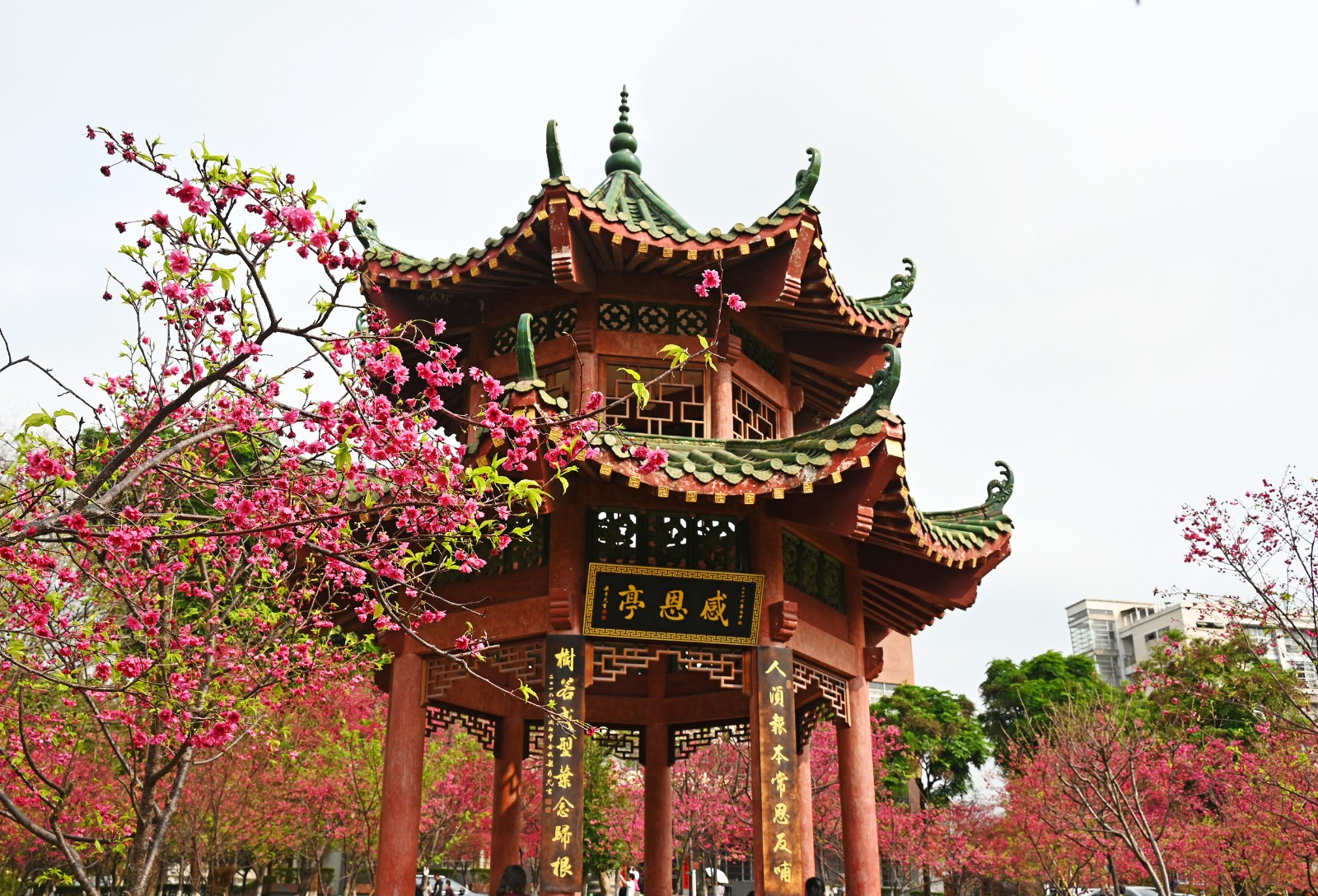 1 早春二月，华南农业大学的樱花灿烂绽放，满园春色。（摄影：何小茹）b.jpg