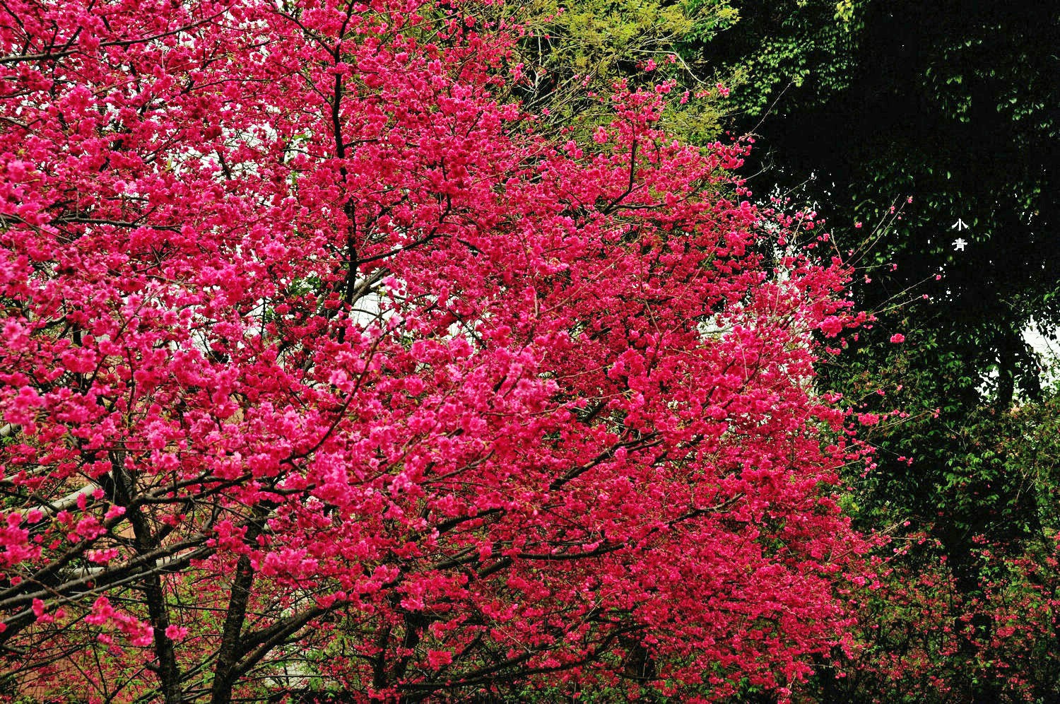 2 满树繁花，灿若红霞。（摄影：彭焰）a.jpg