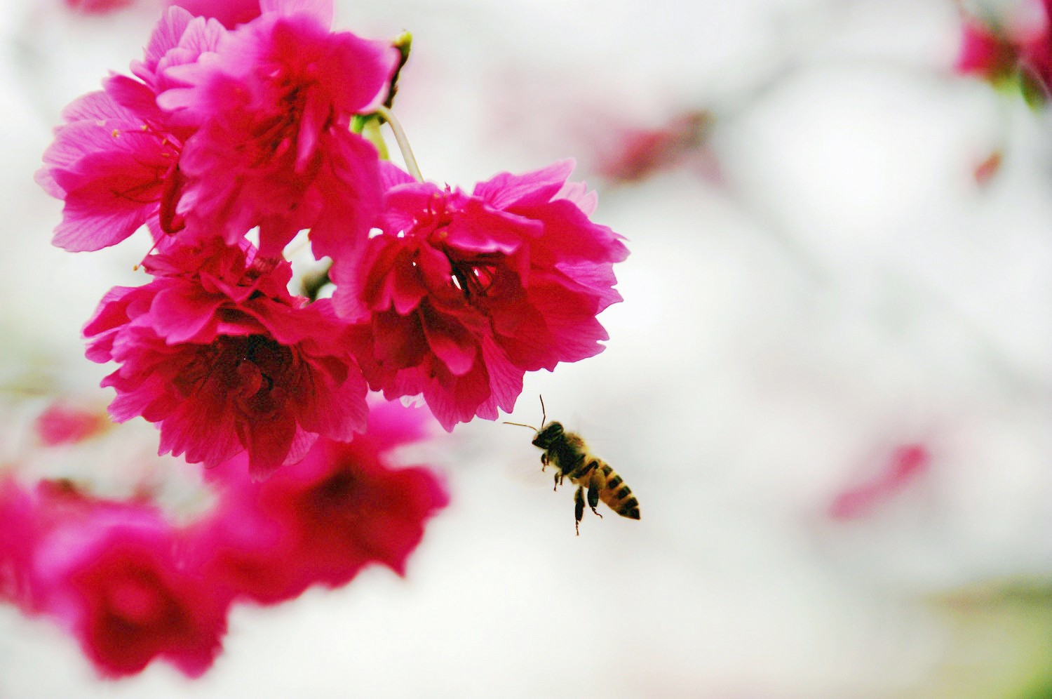 4 美丽的樱花吸引了蜜蜂前来采蜜。（摄影：彭焰）a.jpg