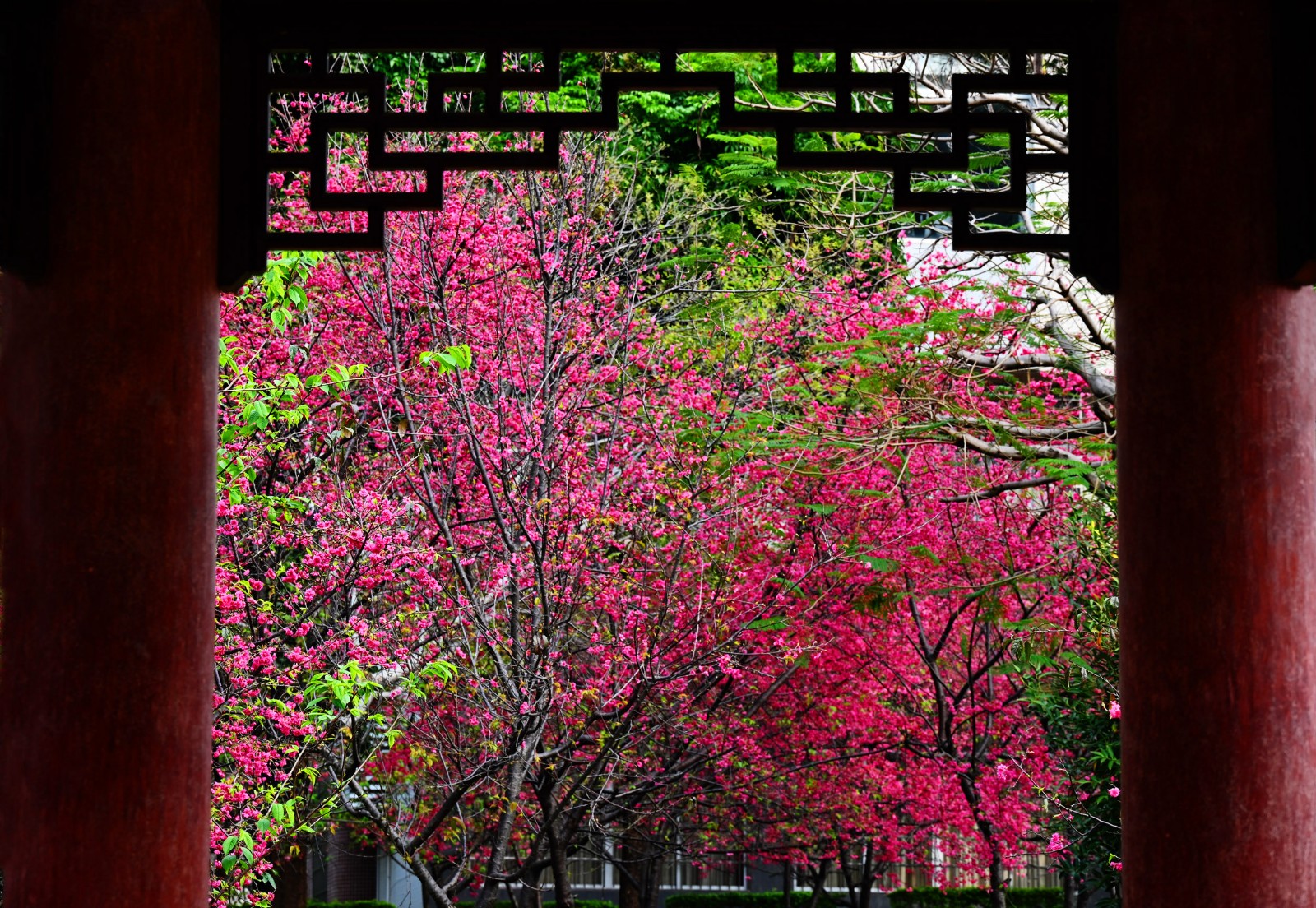 3 透过凉亭赏樱花，别有一番韵味。（摄影：何小茹）a.jpg