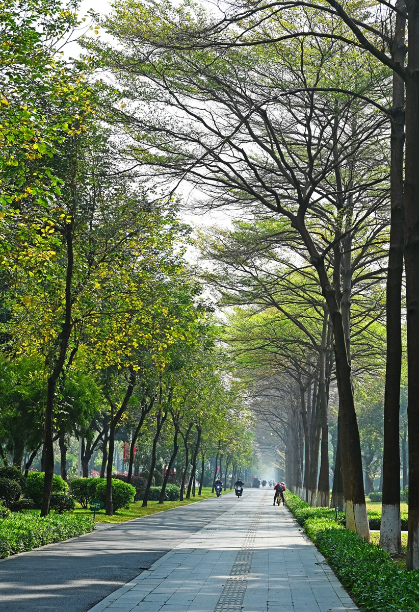 4 道路两旁枝繁叶茂，绿树成荫。（摄影：何小茹）a.jpg