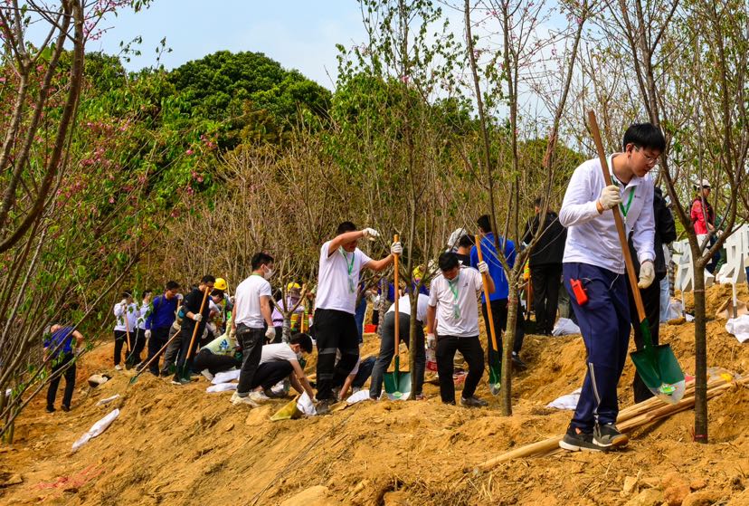 植树节|深圳三洲田森林公园种下樱花树