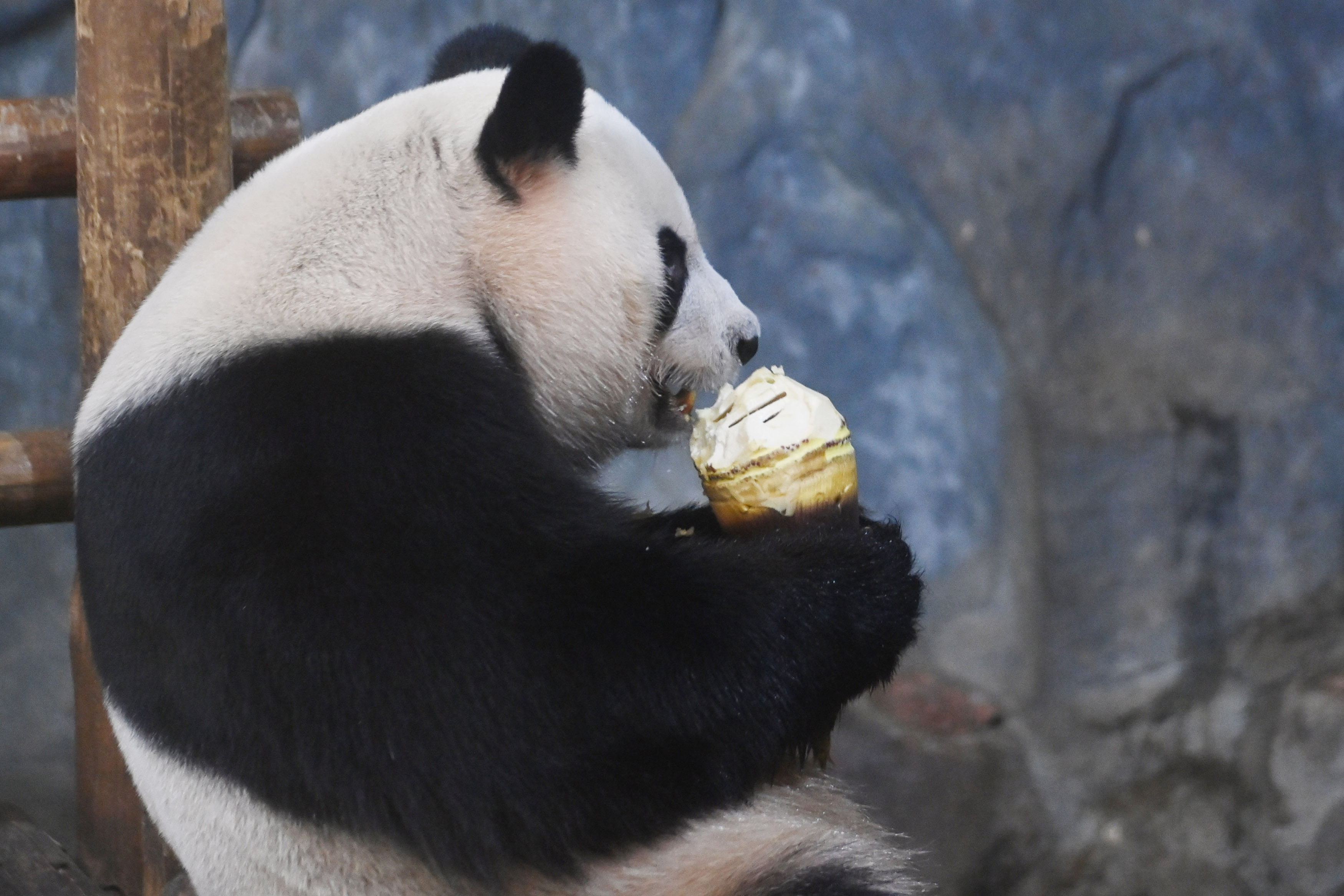 大熊猫吃竹子图片可爱壁纸图片-壁纸图片大全