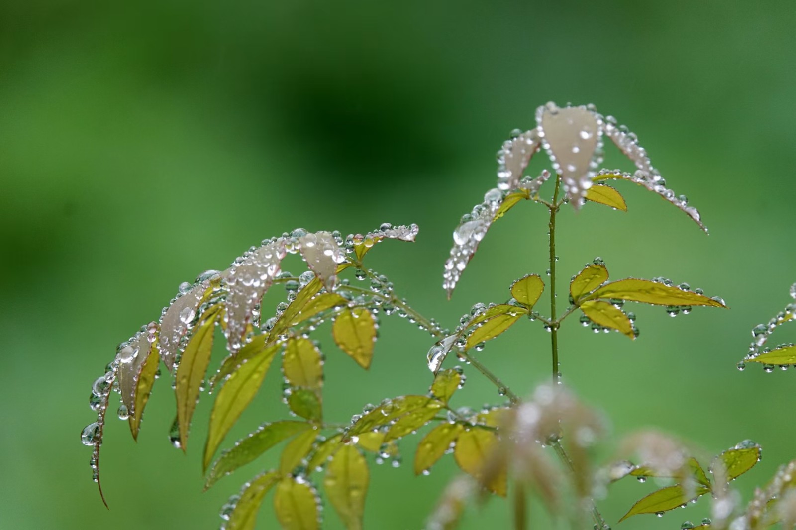 1 春雨过后，广州珠江公园里，落在树叶上的雨水犹如一串串珍珠。（摄影：潘华焰）.jpg