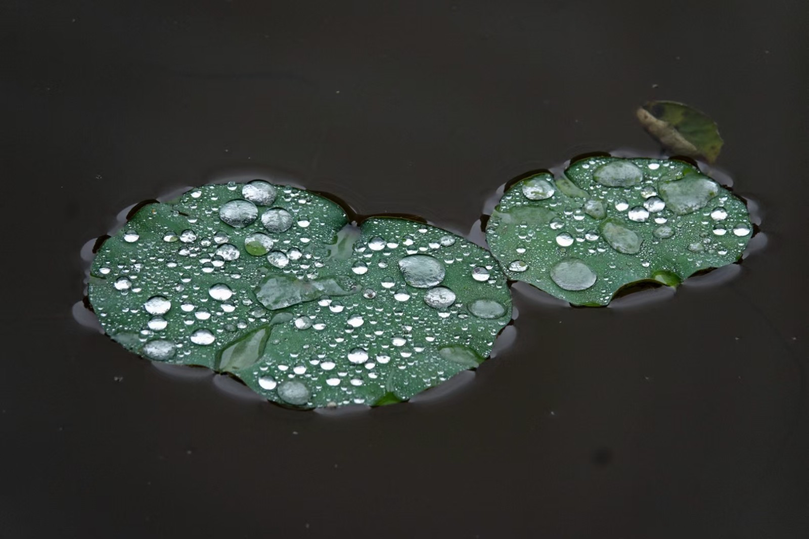 3 莲叶田田，水珠晶莹。（摄影：潘华焰）.jpg
