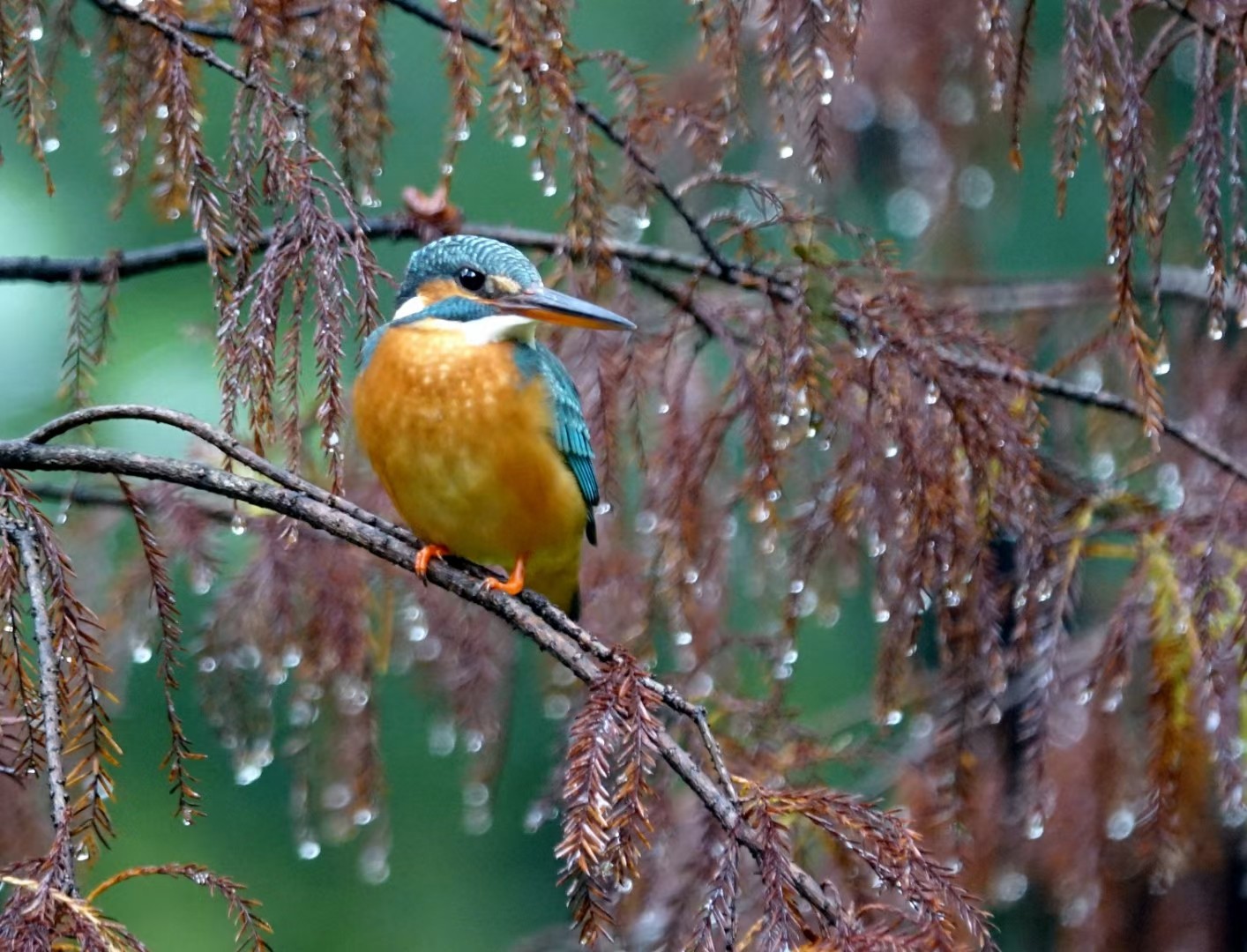 4 羽色鲜艳的小翠鸟与挂满水珠的落雨杉相映成趣。（摄影：潘华焰）.jpg