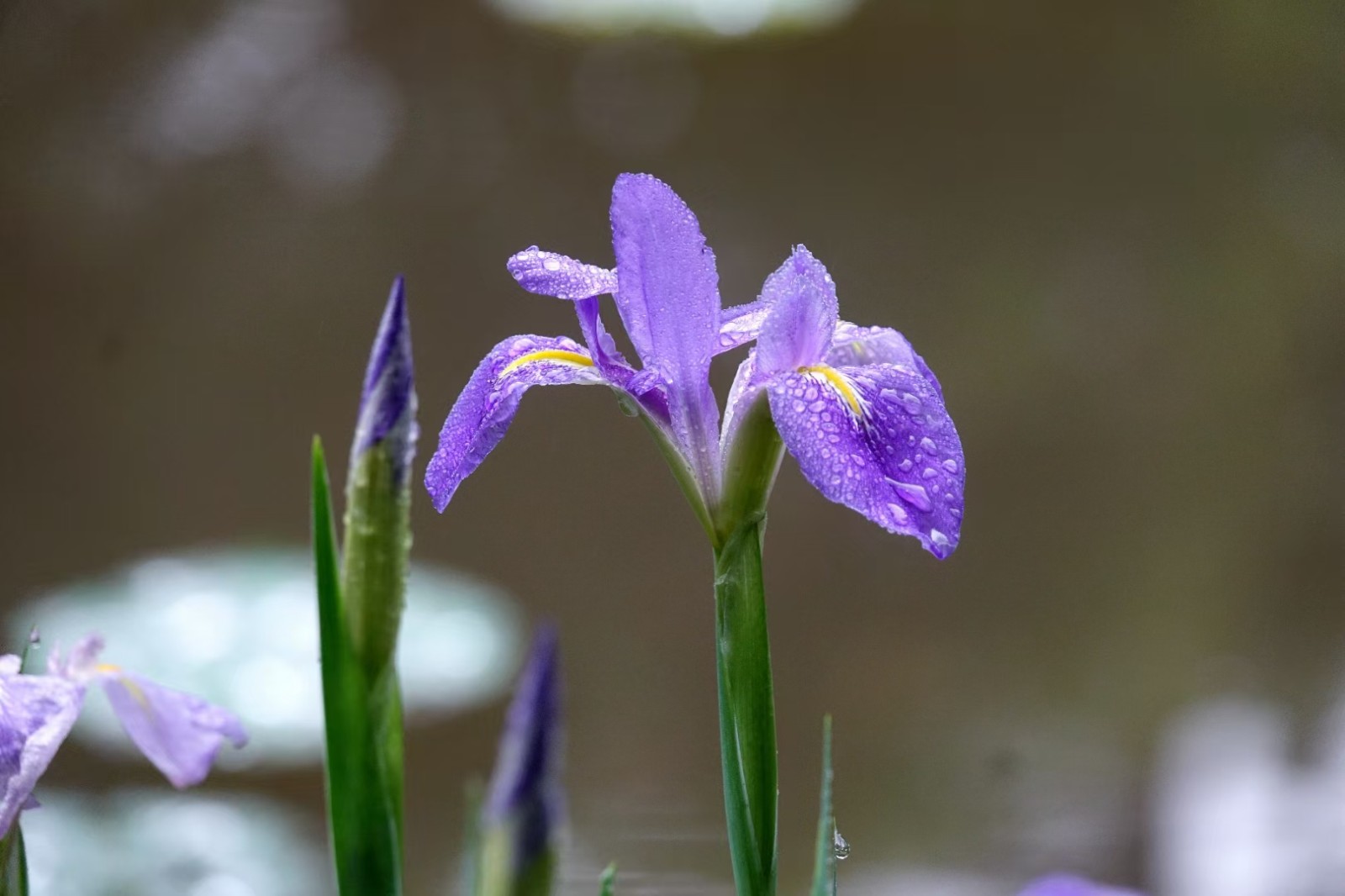 2 蓝紫色的鸢尾花经过雨水冲刷后显得格外明艳。（摄影：潘华焰）.jpg